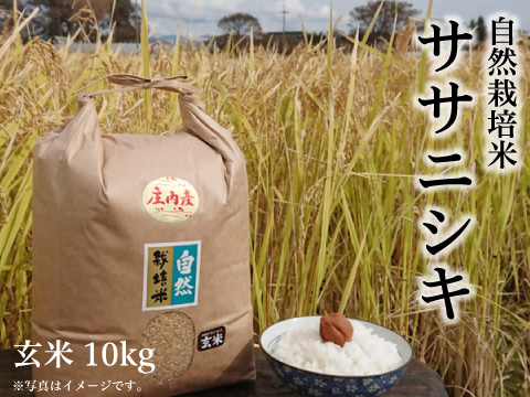 ササニシキ：玄米》10kg 100サイズ | 作ぜん農園