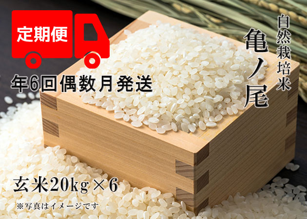 定期便亀ノ尾玄米20-6
